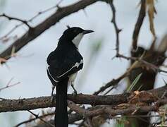 Swamp Boubou