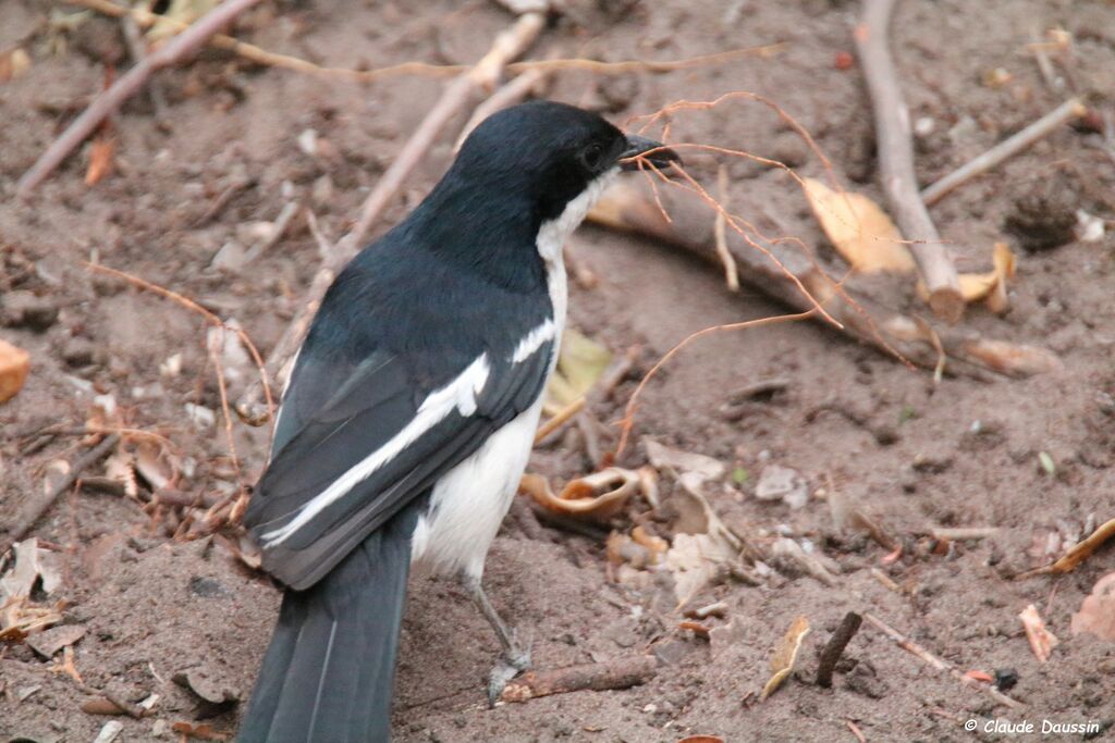 Swamp Boubou