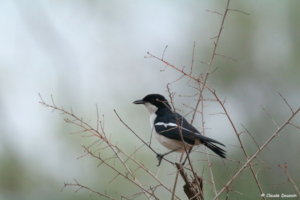 Swamp Boubou