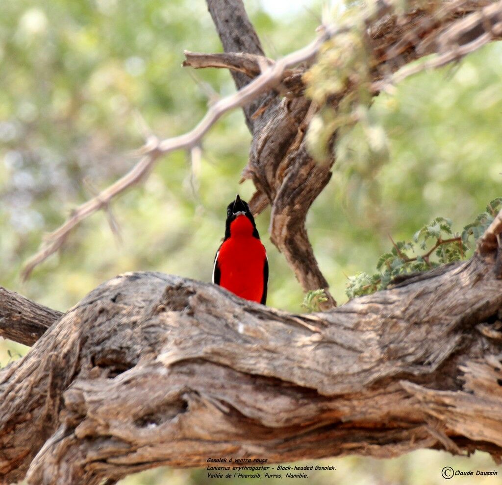 Gonolek rouge et noir