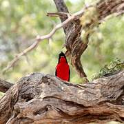 Crimson-breasted Shrike