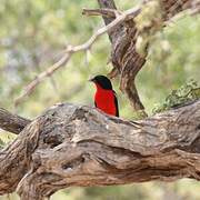 Crimson-breasted Shrike