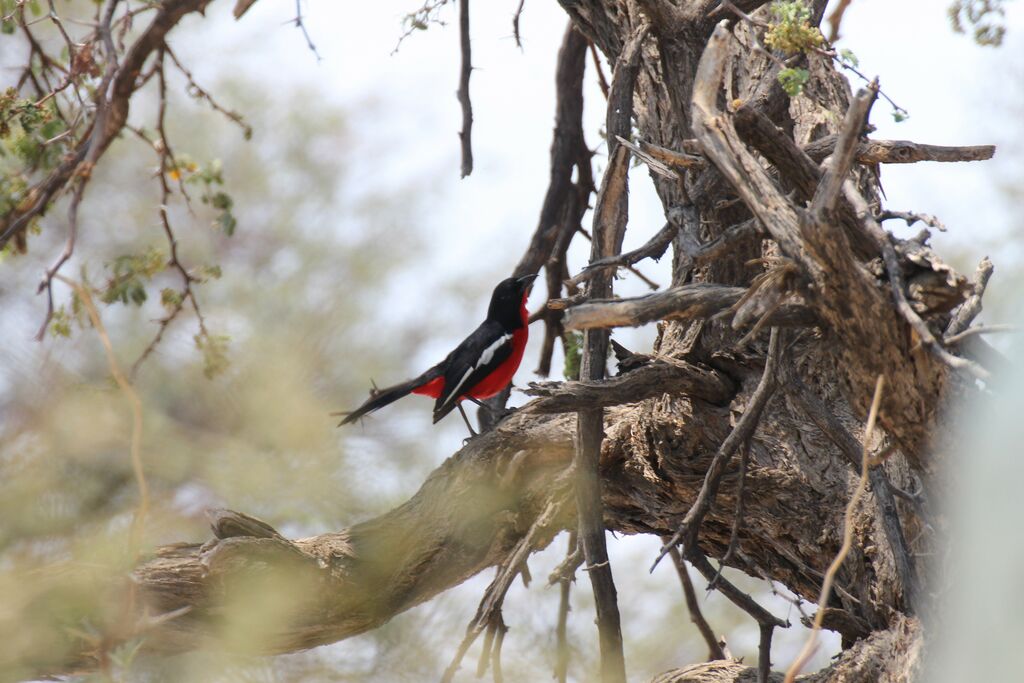 Crimson-breasted Shrike