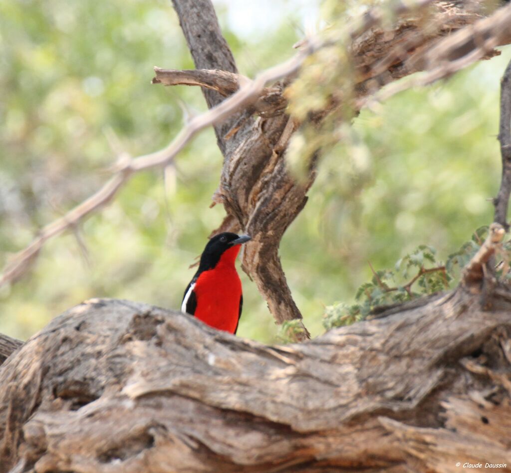 Crimson-breasted Shrike