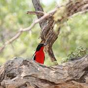 Crimson-breasted Shrike