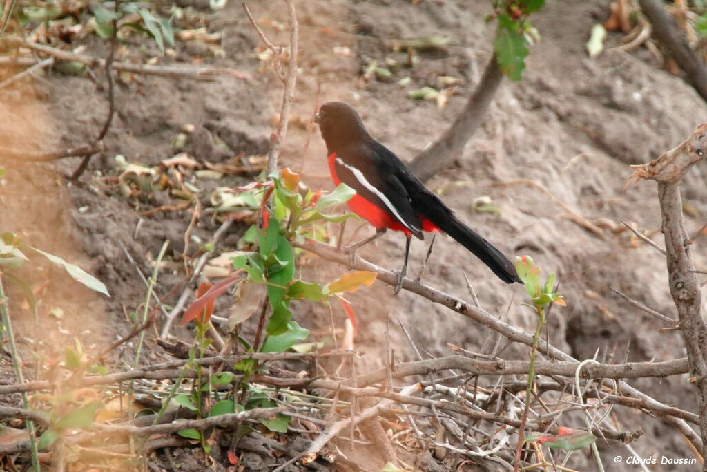 Gonolek rouge et noir