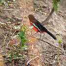 Gonolek rouge et noir