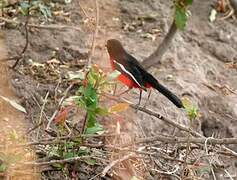 Gonolek rouge et noir