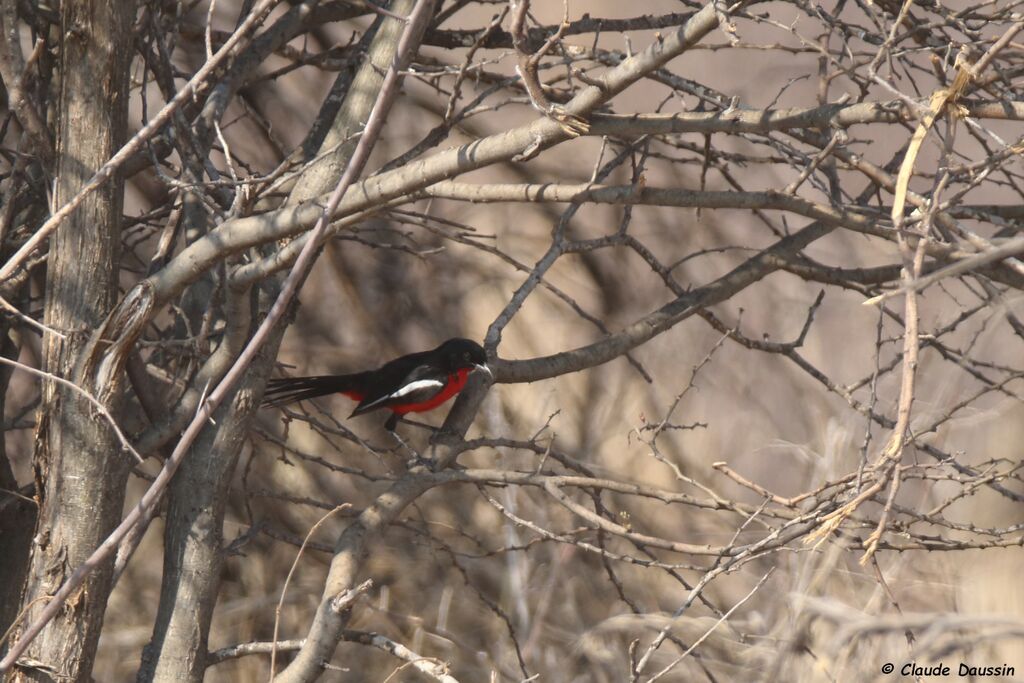 Crimson-breasted Shrike