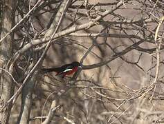 Crimson-breasted Shrike