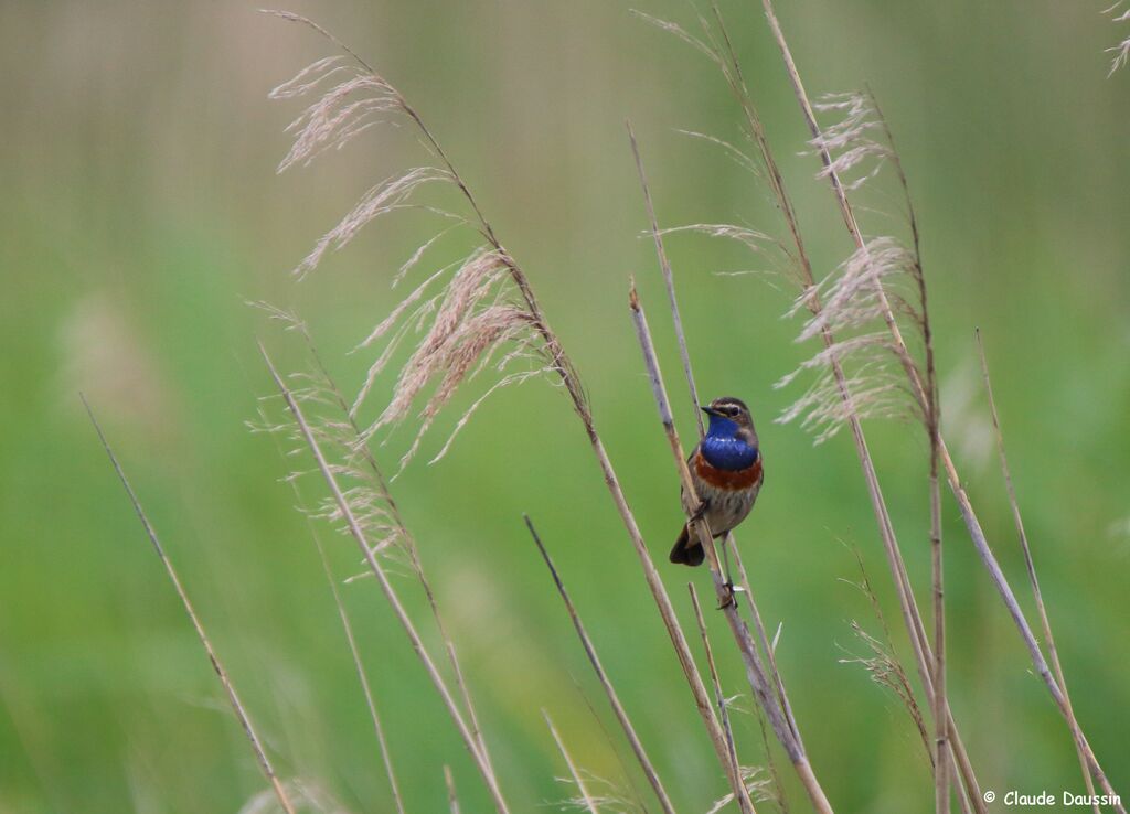 Bluethroat