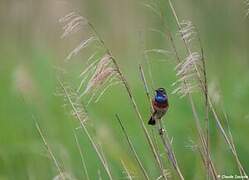 Bluethroat