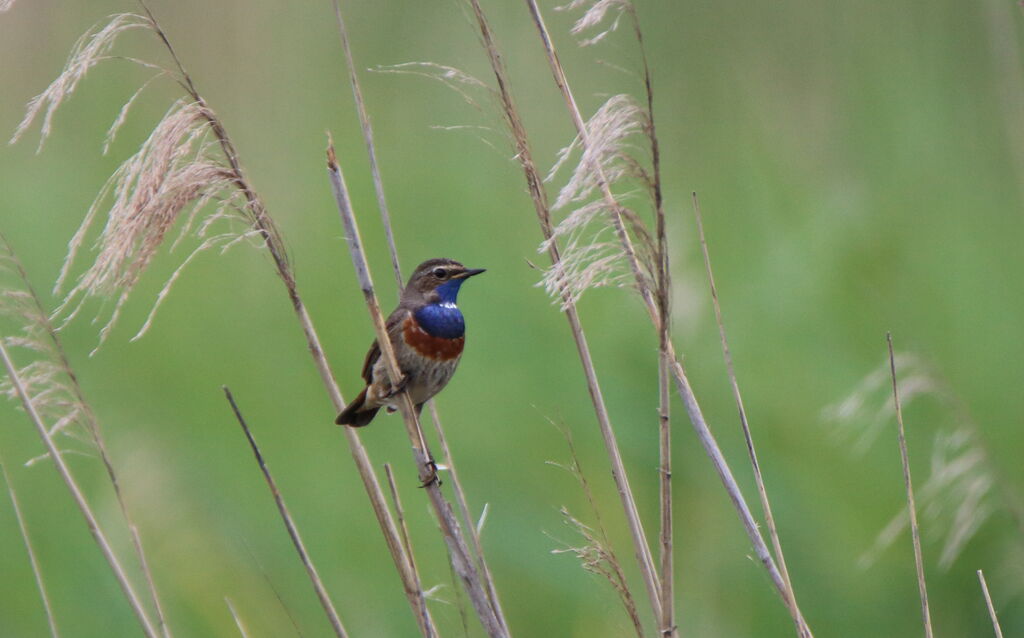 Bluethroat