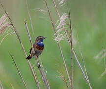 Bluethroat