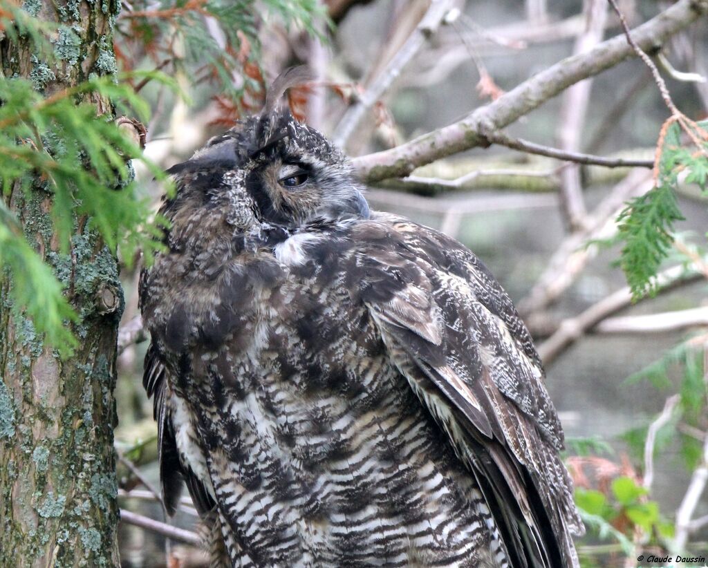 Great Horned Owl