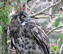 Great Horned Owl