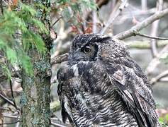 Great Horned Owl