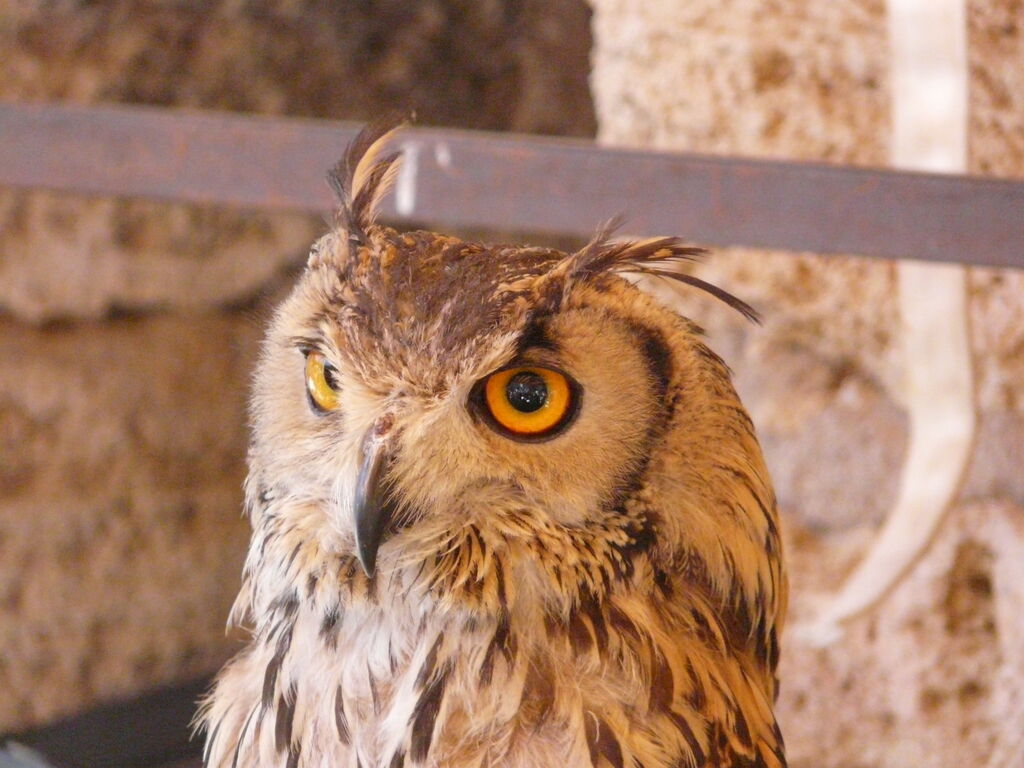 Eurasian Eagle-Owl