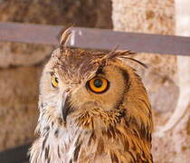 Eurasian Eagle-Owl