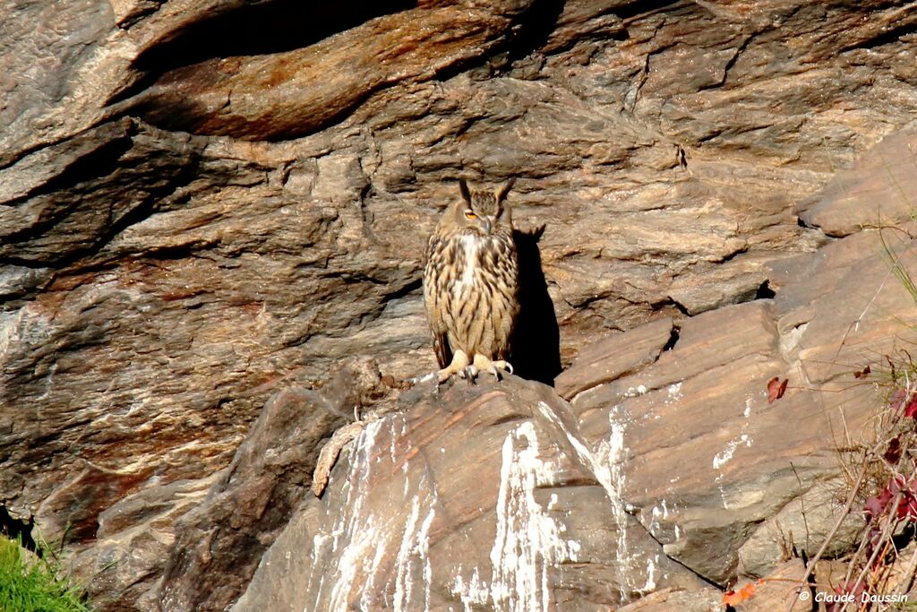 Eurasian Eagle-Owl