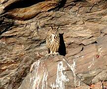 Eurasian Eagle-Owl