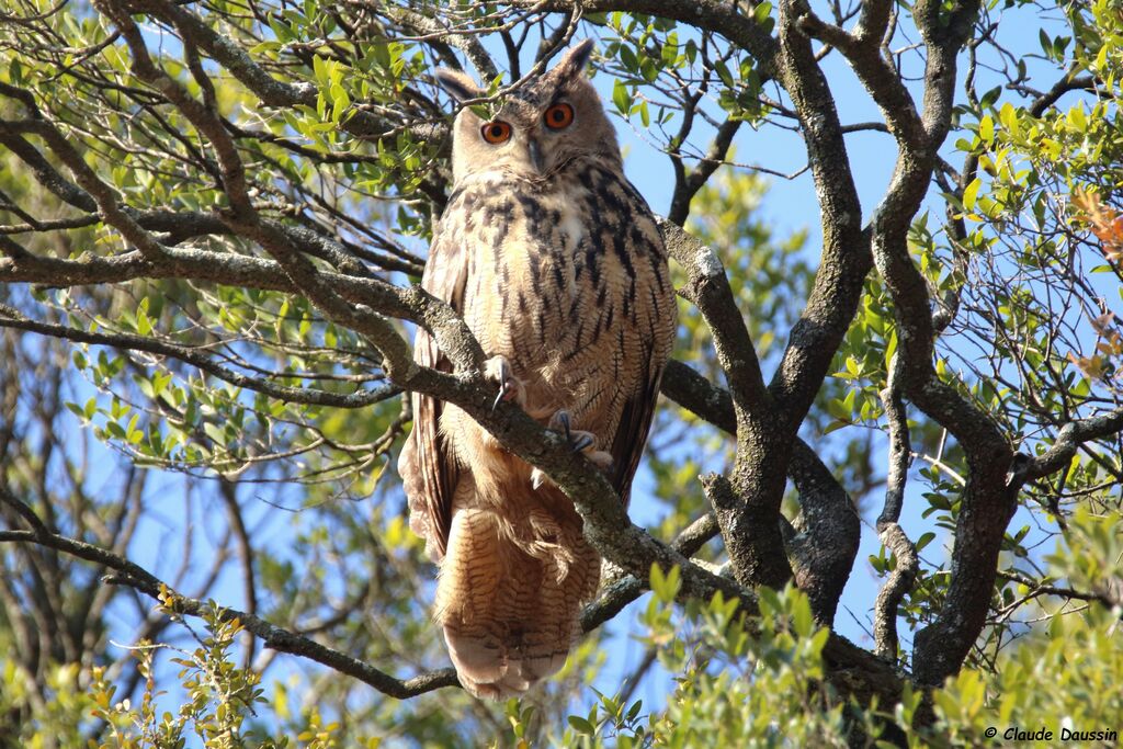 Eurasian Eagle-Owl