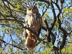 Eurasian Eagle-Owl