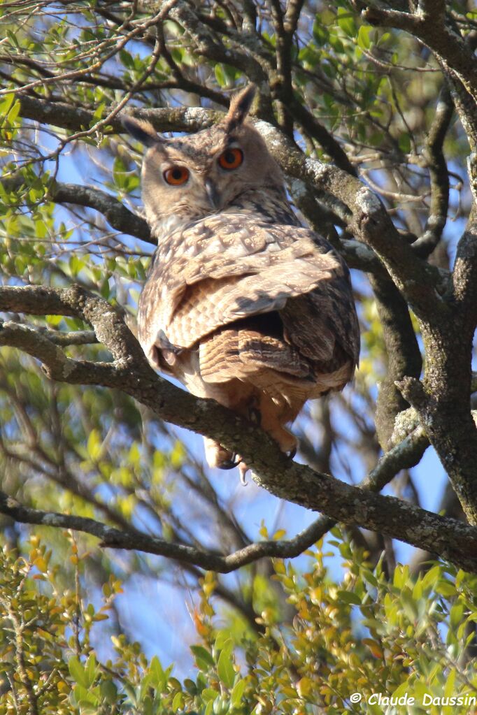 Eurasian Eagle-Owl