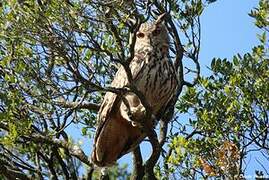 Eurasian Eagle-Owl