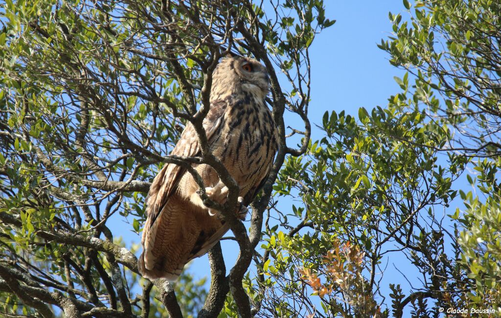 Eurasian Eagle-Owl