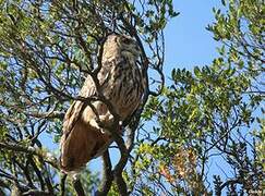 Eurasian Eagle-Owl