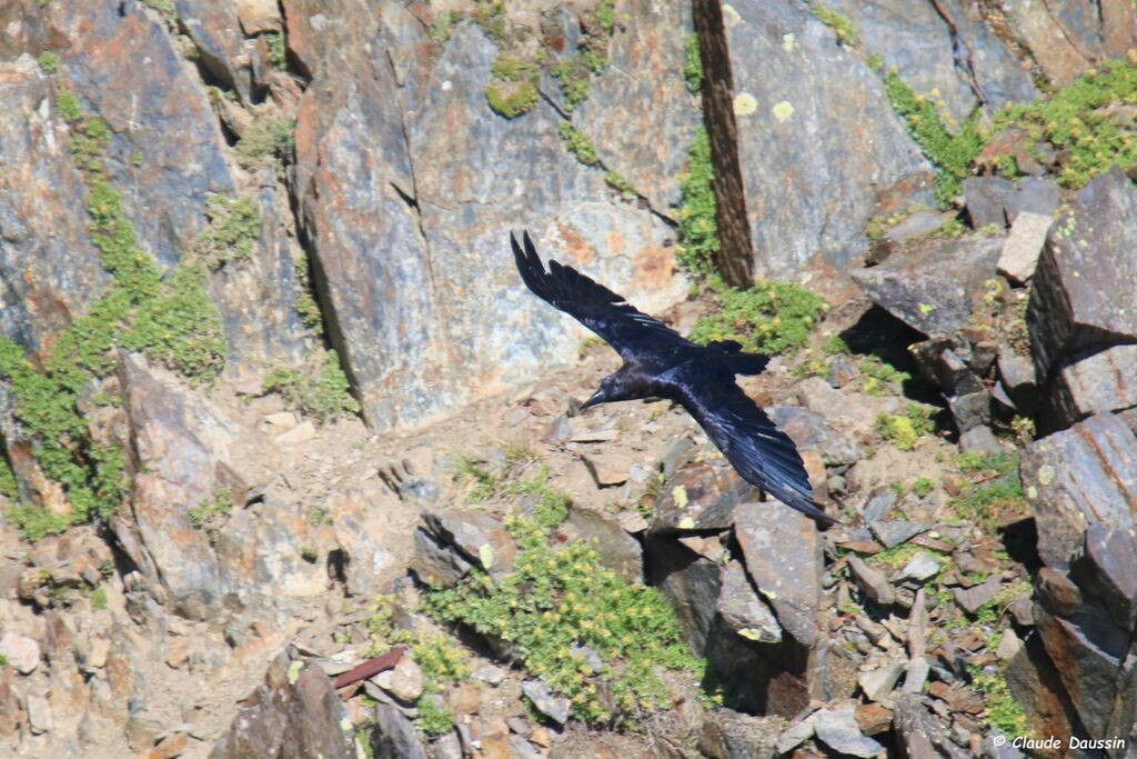 Northern Raven