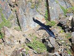 Northern Raven