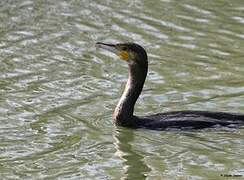 Great Cormorant