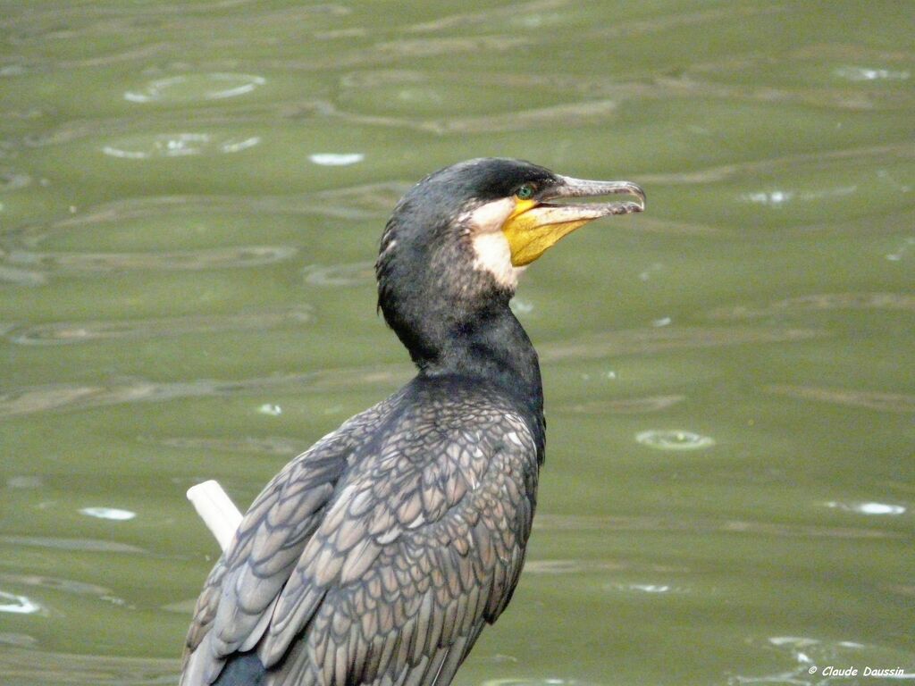 Great Cormorant