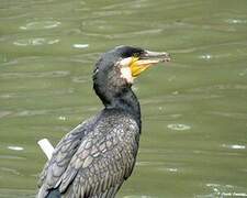 Great Cormorant