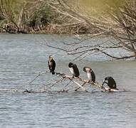 Great Cormorant