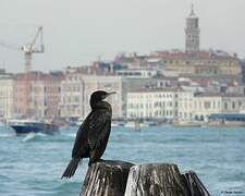 Great Cormorant