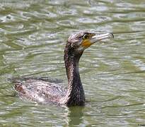 Great Cormorant