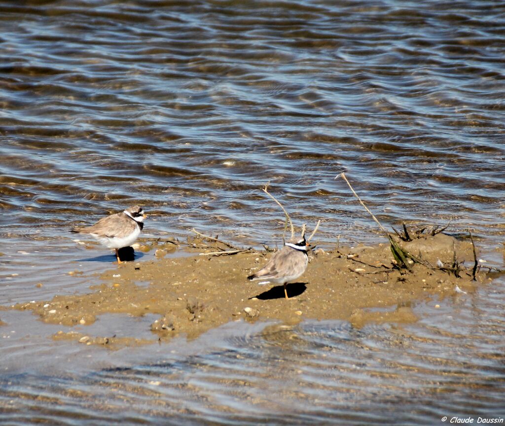 Common Ringed Plover