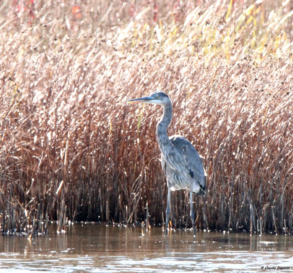 Great Blue Heron