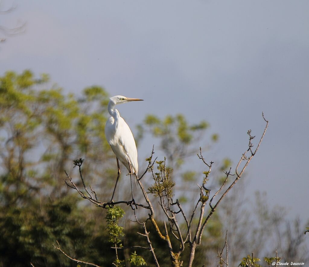 Grande Aigrette