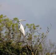 Grande Aigrette