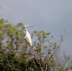 Grande Aigrette