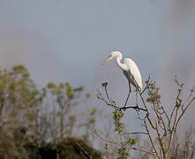 Great Egret