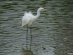 Great Egret