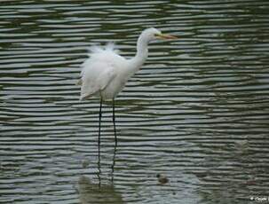 Grande Aigrette