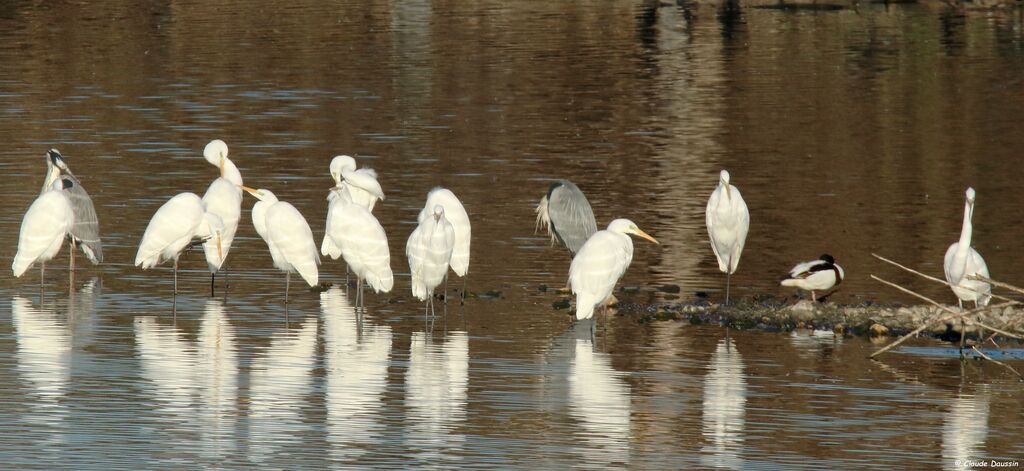 Great Egret