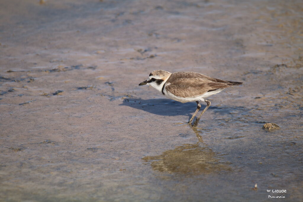 Kentish Plover