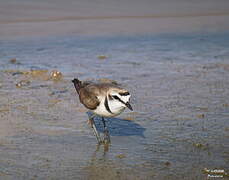 Kentish Plover